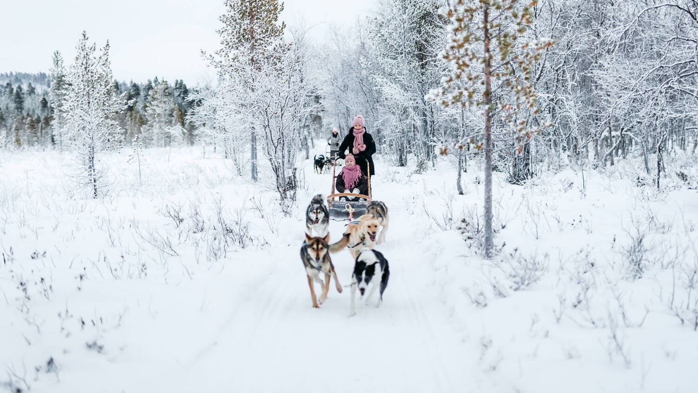 lapland_north_winter_husky-copy.jpg